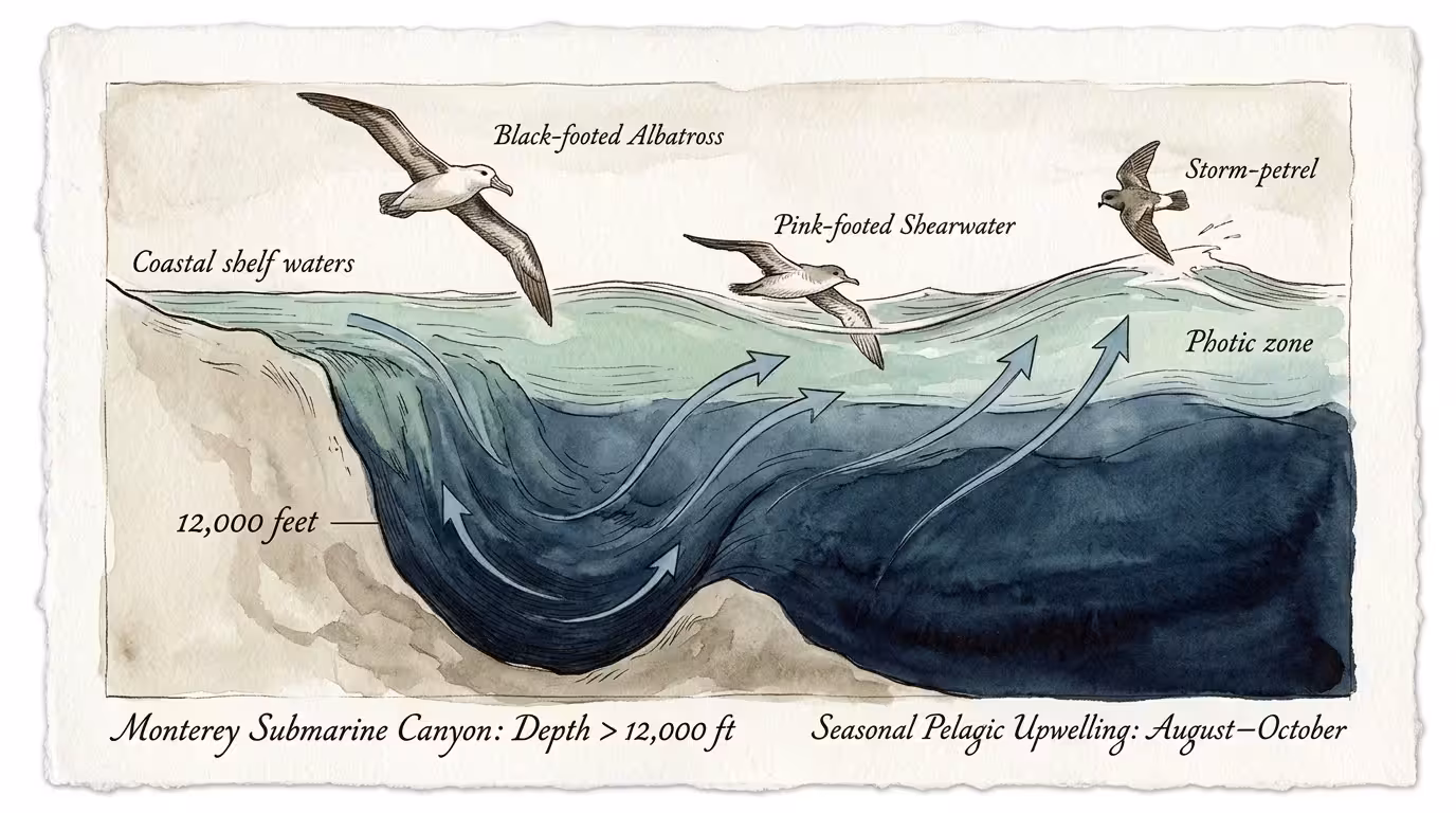Cross-section watercolor diagram of ocean upwelling in Monterey Submarine Canyon, with three seabirds flying above the water.